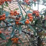 Pyracantha coccinea 果實