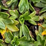 Azorella aretioides Hoja