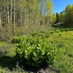 Veratrum californicum পাতা