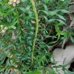 Lomandra obliqua Hoja