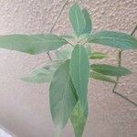Browallia speciosa Frunză