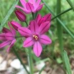 Allium oreophilum Virág