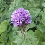 Lactuca alpina Flower