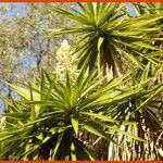 Yucca aloifolia Květ