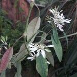 Euphorbia leucocephalaFlower