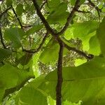 Ficus carica Kora