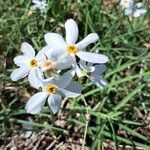 Narcissus serotinus Flower