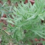 Pelargonium bowkeri Hostoa