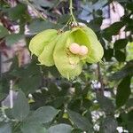 Staphylea pinnata Fruit