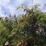 Leucaena leucocephala Blad