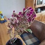 Celosia argenteaCvijet