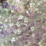 Thymus zygis Flower