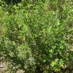 Cytisus villosus Агульны выгляд