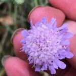 Scabiosa canescens फूल