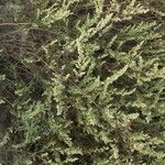 Artemisia campestris Hoja