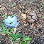 Ipheion uniflorumFloare