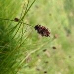 Carex foetida Kukka