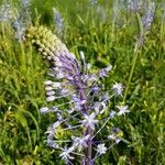 Scilla hyacinthoides Flors