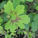 Pelargonium multibracteatum Leaf