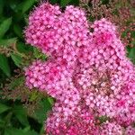 Spiraea japonica花