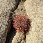 Ferocactus cylindraceus Leaf