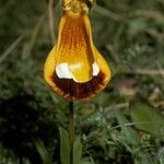 Calceolaria uniflora Λουλούδι