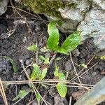 Cynoglossum germanicum Deilen