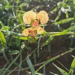 Commelina reptans Flower