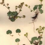 Alchemilla flabellata Хабит