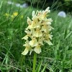 Dactylorhiza sambucinaFlower