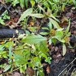 Bidens tripartita Leaf