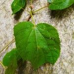 Heliocarpus americanus Leaf