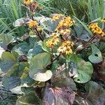 Ligularia dentata Habit