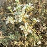 Teucrium dunense 花