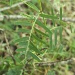 Vicia onobrychioides Folha