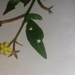Ludwigia perennis Цвят