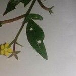 Ludwigia perennis 花