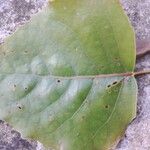 Populus deltoides Blatt