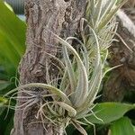 Tillandsia pohliana 葉