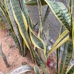 Sansevieria trifasciata Blatt