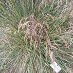 Deschampsia cespitosa Blatt