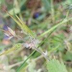 Erodium laciniatum Ffrwyth