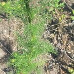 Artemisia chamaemelifolia Leaf