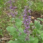 Salvia judaica Flor