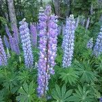 Lupinus perennis Kwiat