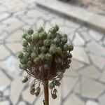 Allium polyanthum Цветок