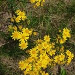 Jacobaea vulgaris Flors