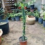 Euphorbia neriifolia Hoja