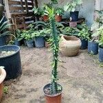 Euphorbia neriifolia List