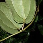 Adelobotrys adscendens Hoja